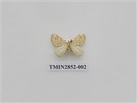 藏品(尺蛾573)的圖片